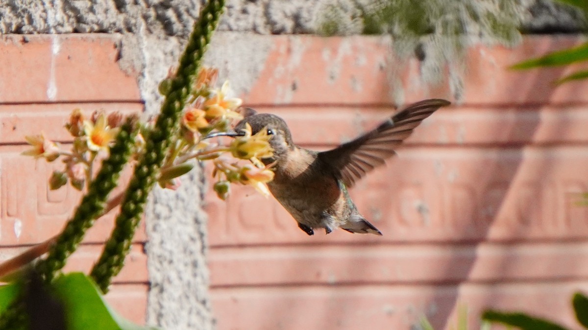 Purple-collared Woodstar - ML646977693
