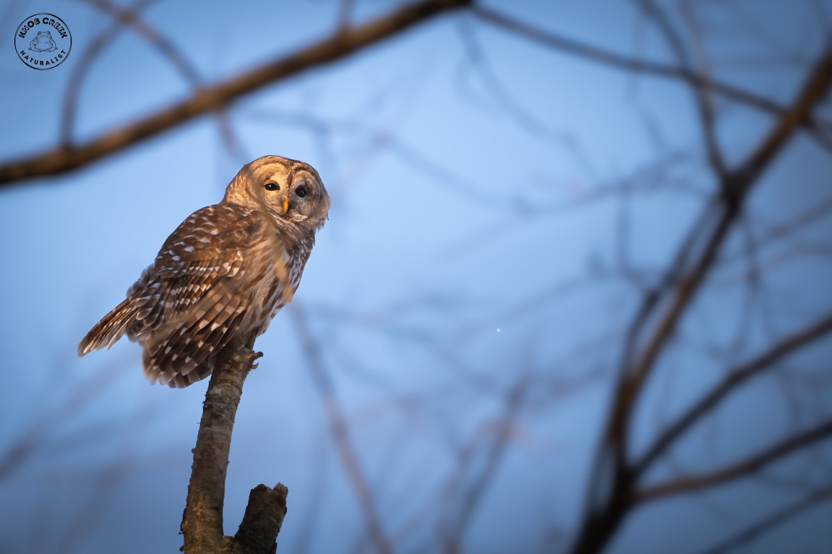 Barred Owl - ML646977694