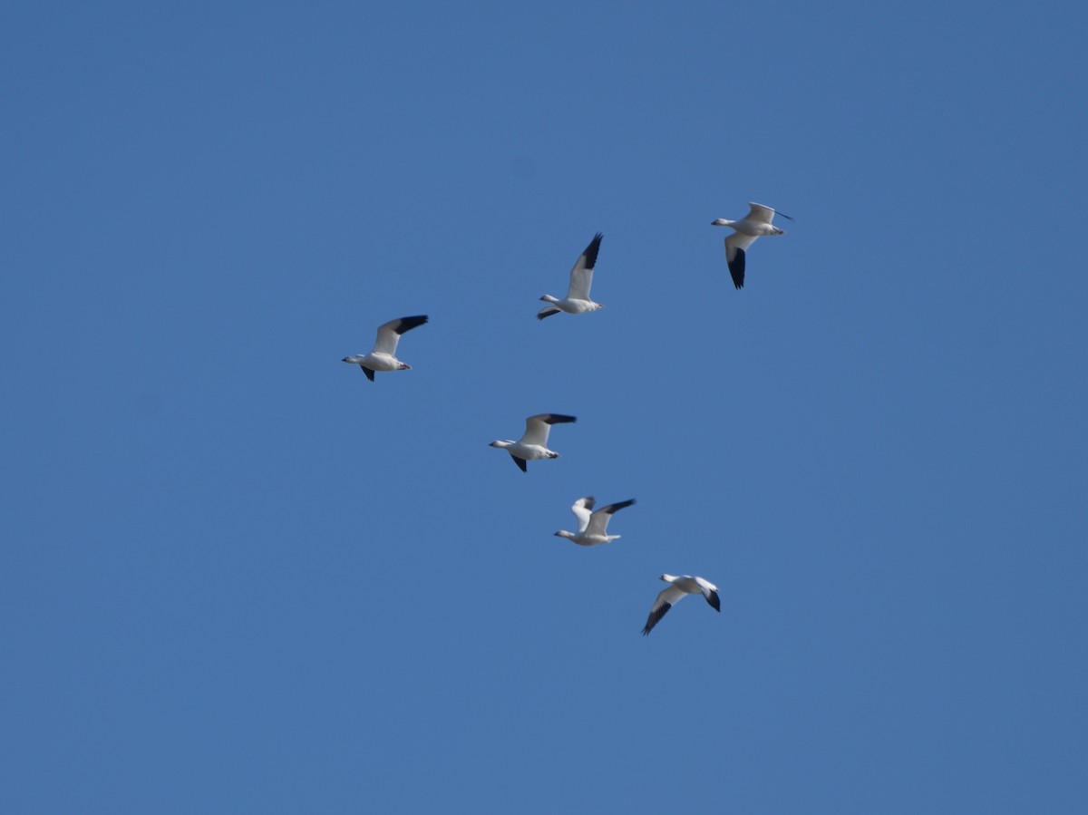 אווז קנדי - ML646977695