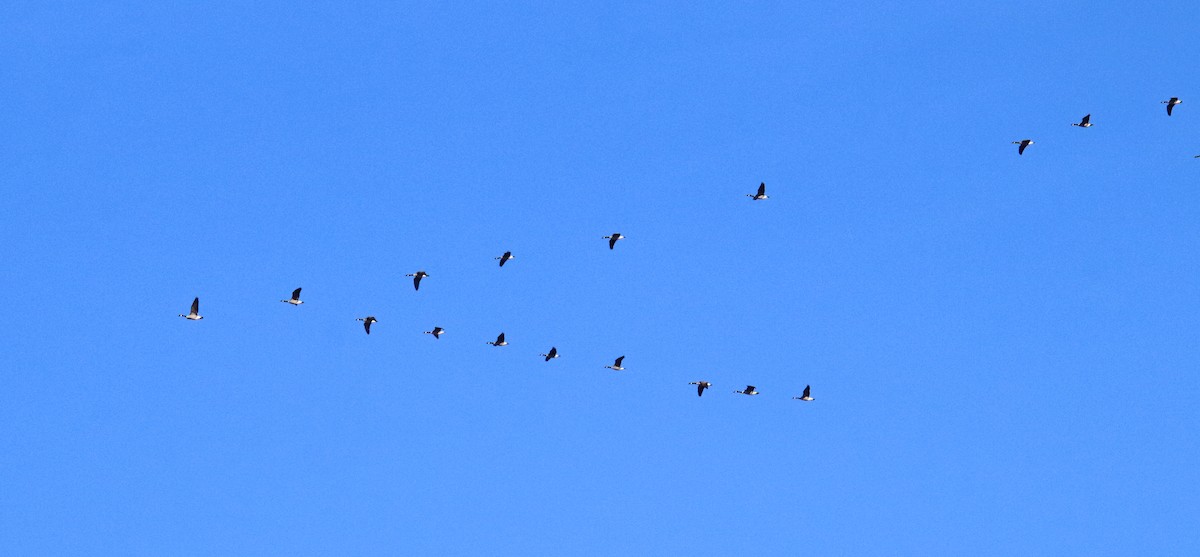 カナダガン - ML646977696