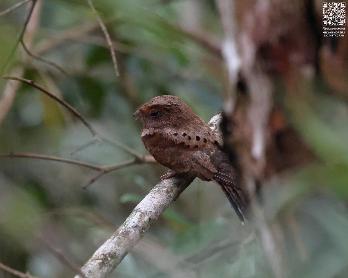 Глазчатый козодой - ML646977697