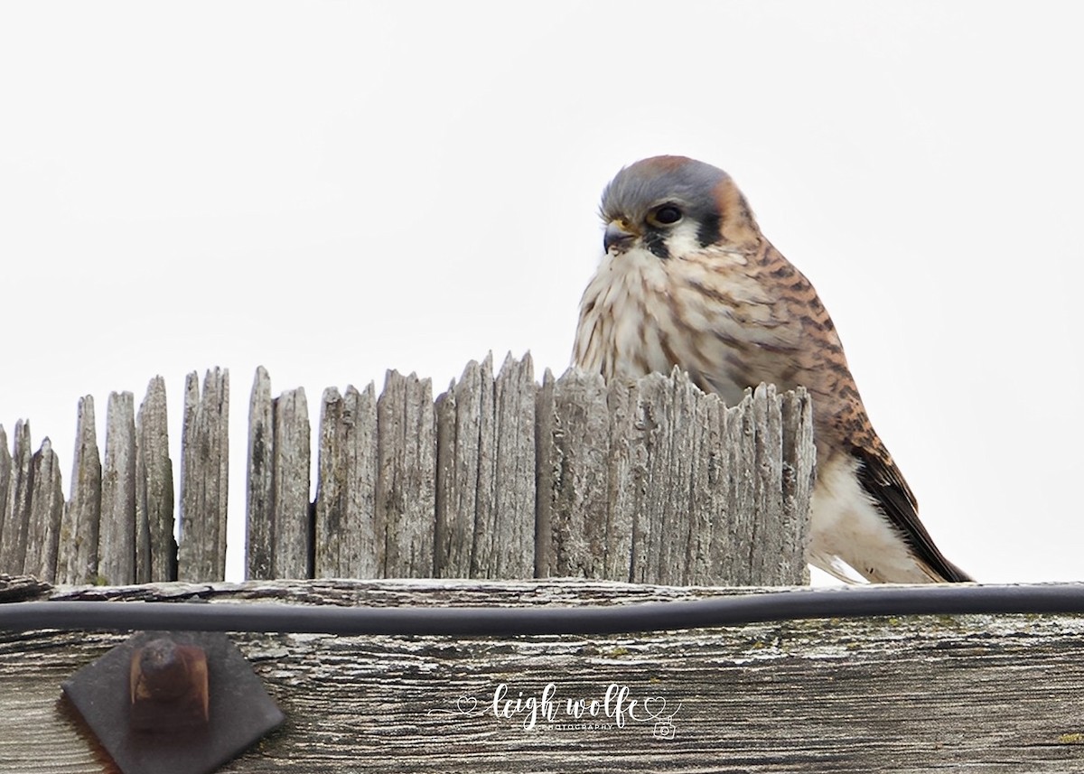 Воробьиная пустельга - ML646977700