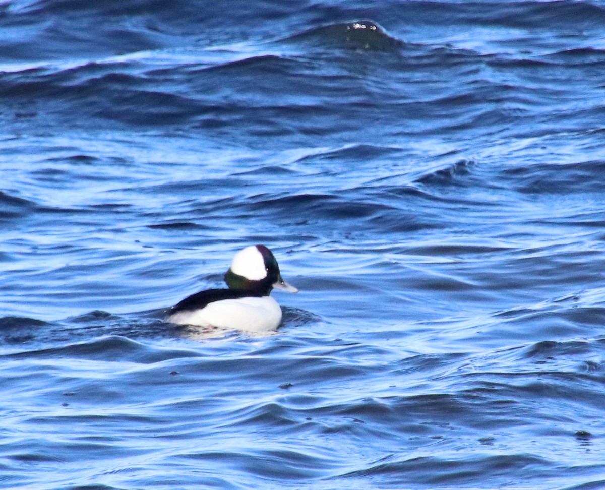 ヒメハジロ - ML646977703