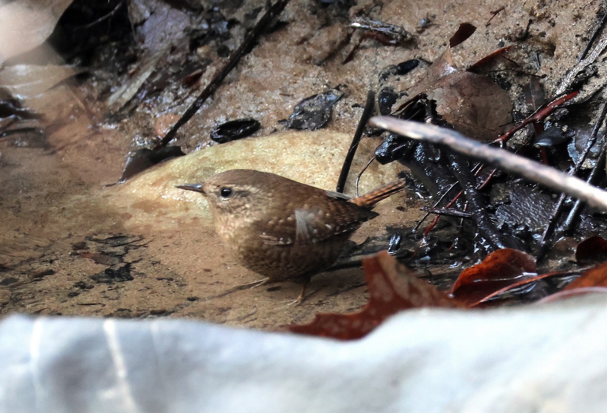 Pazifikzaunkönig - ML646977704