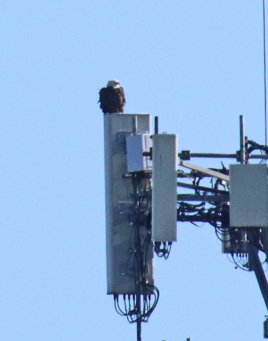 ハクトウワシ - ML646977707