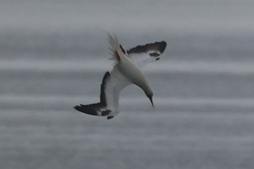 紅腳鰹鳥 - ML646977710