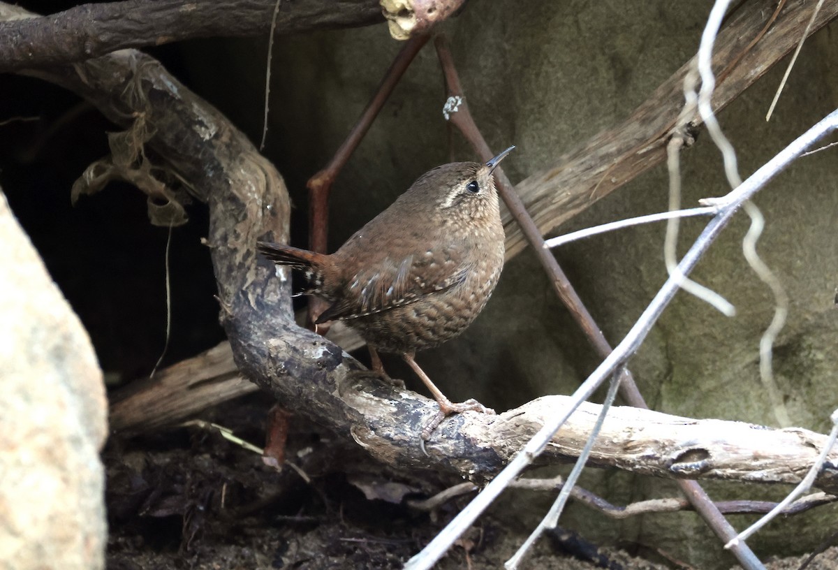 Pazifikzaunkönig - ML646977711