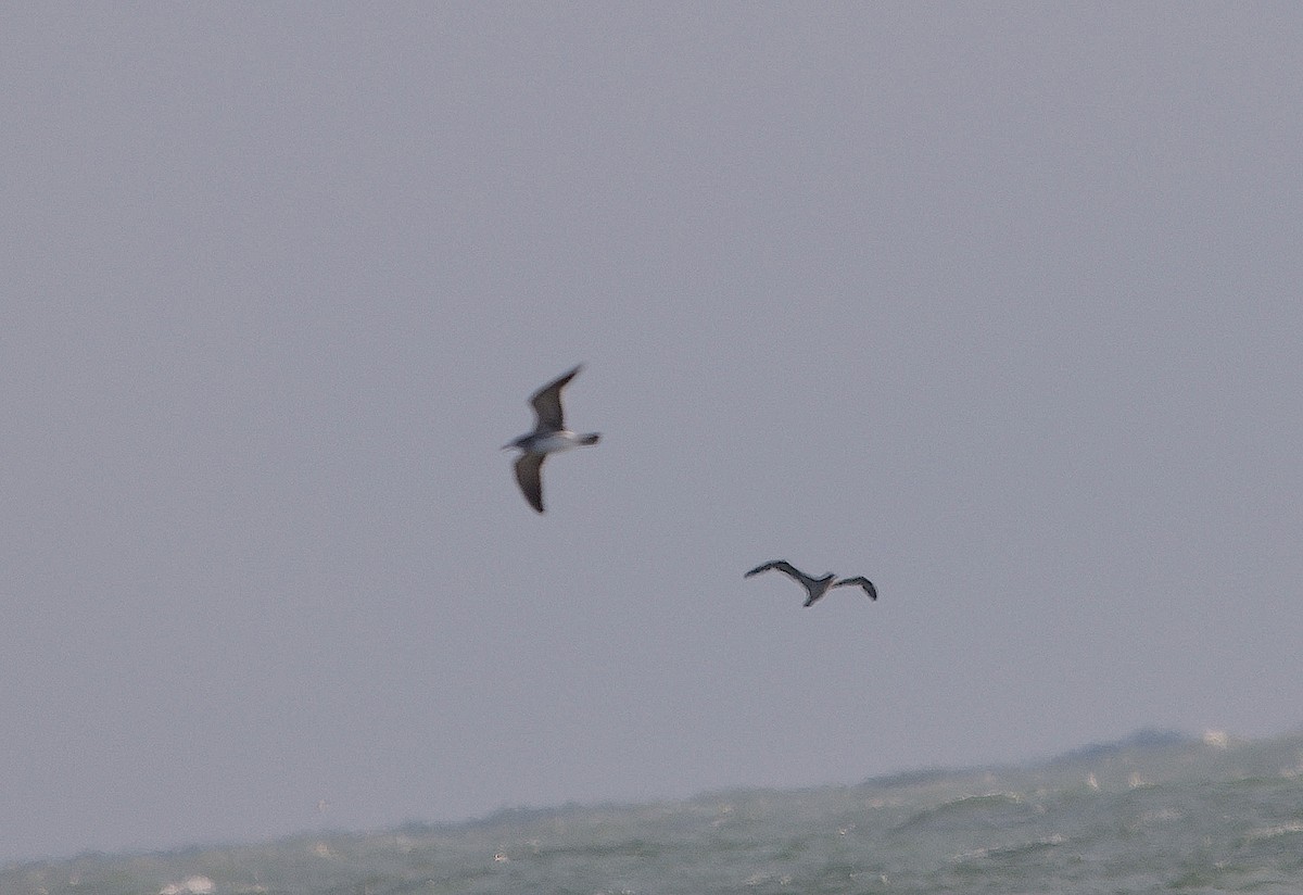 סולה מצויה - ML646977720