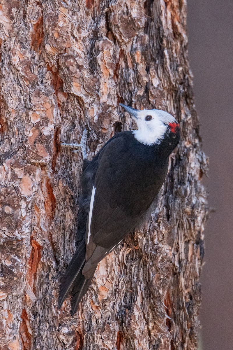 White-headed Woodpecker - ML646977721