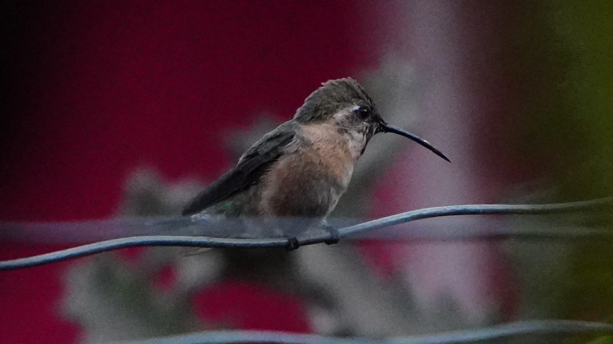 Purple-collared Woodstar - ML646977724