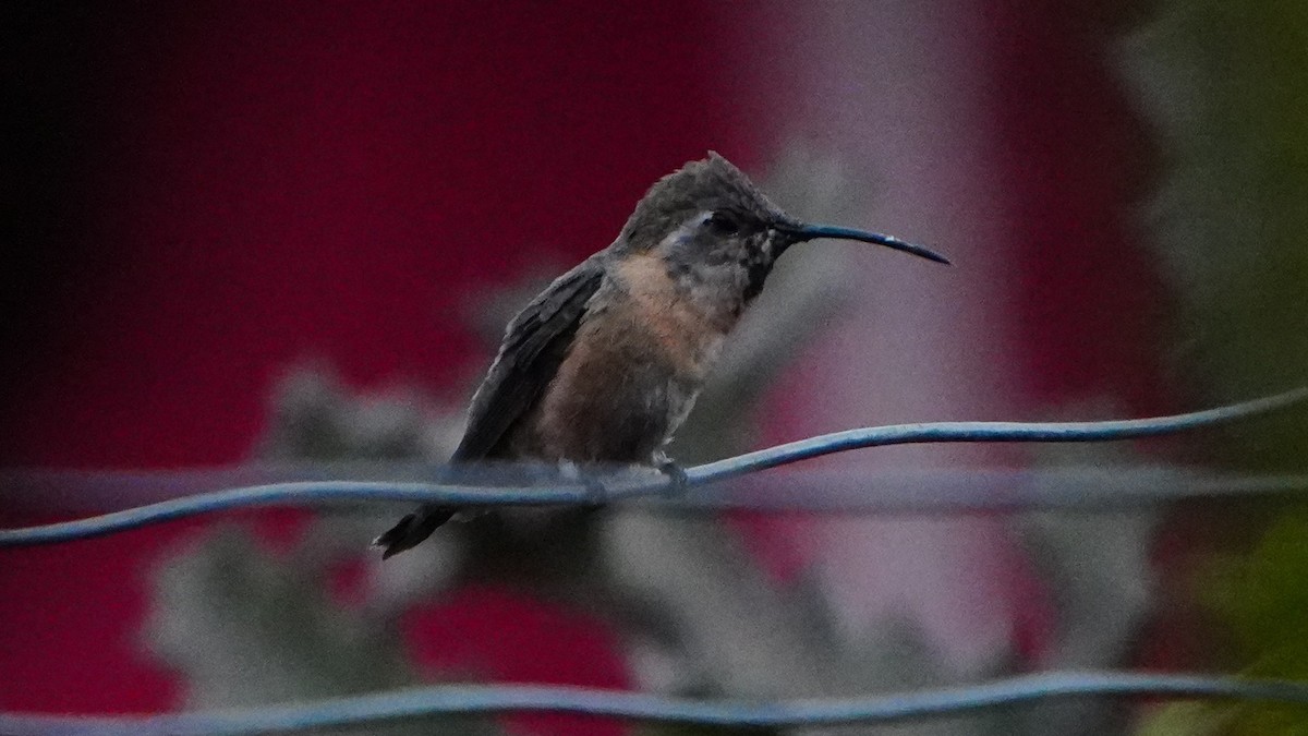 Purple-collared Woodstar - ML646977725