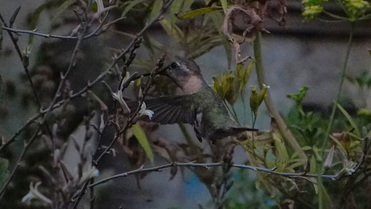 Purple-collared Woodstar - ML646977726