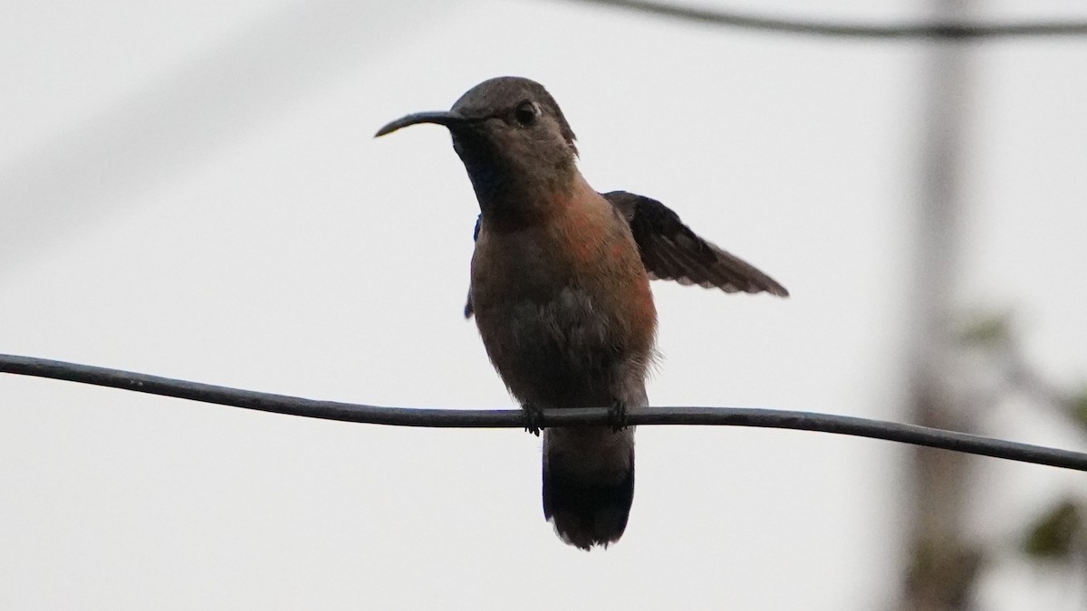 Purple-collared Woodstar - ML646977727