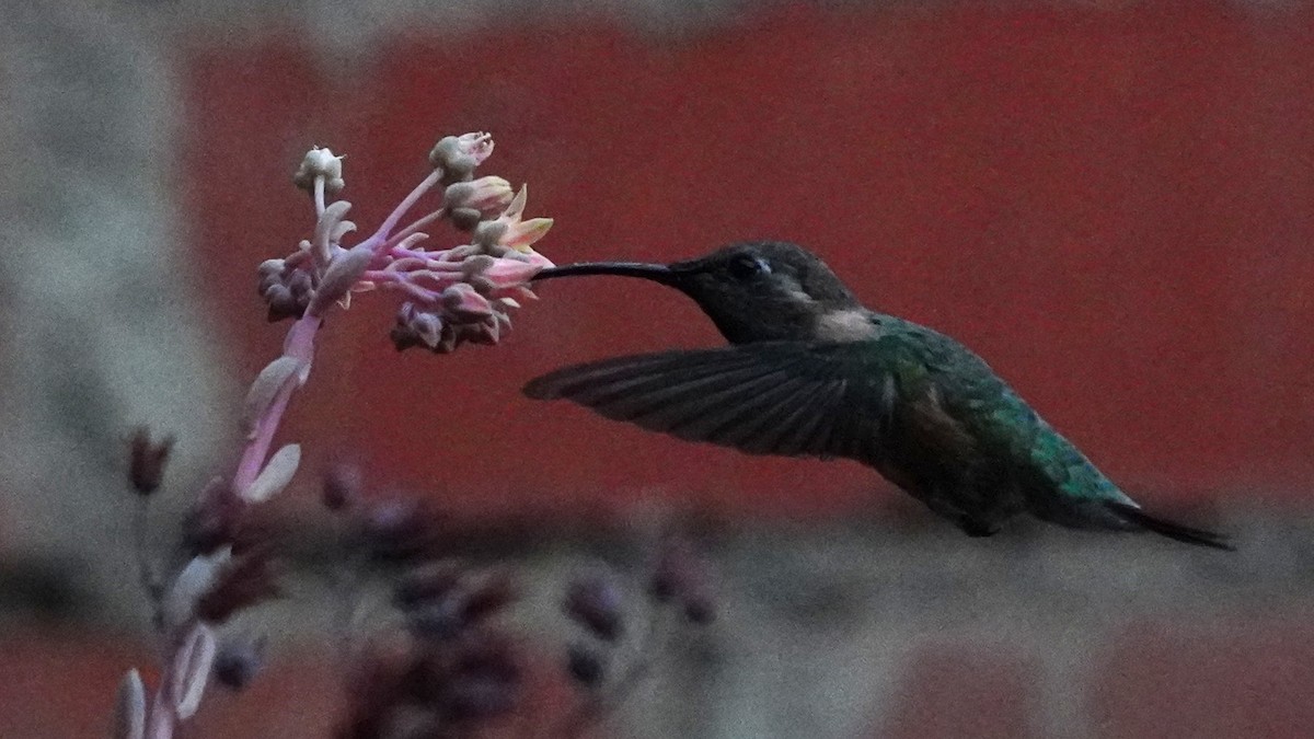 Purple-collared Woodstar - ML646977728