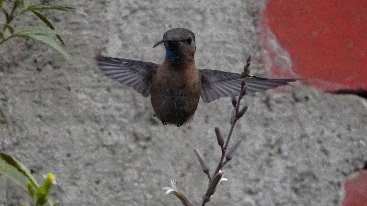 Purple-collared Woodstar - ML646977729