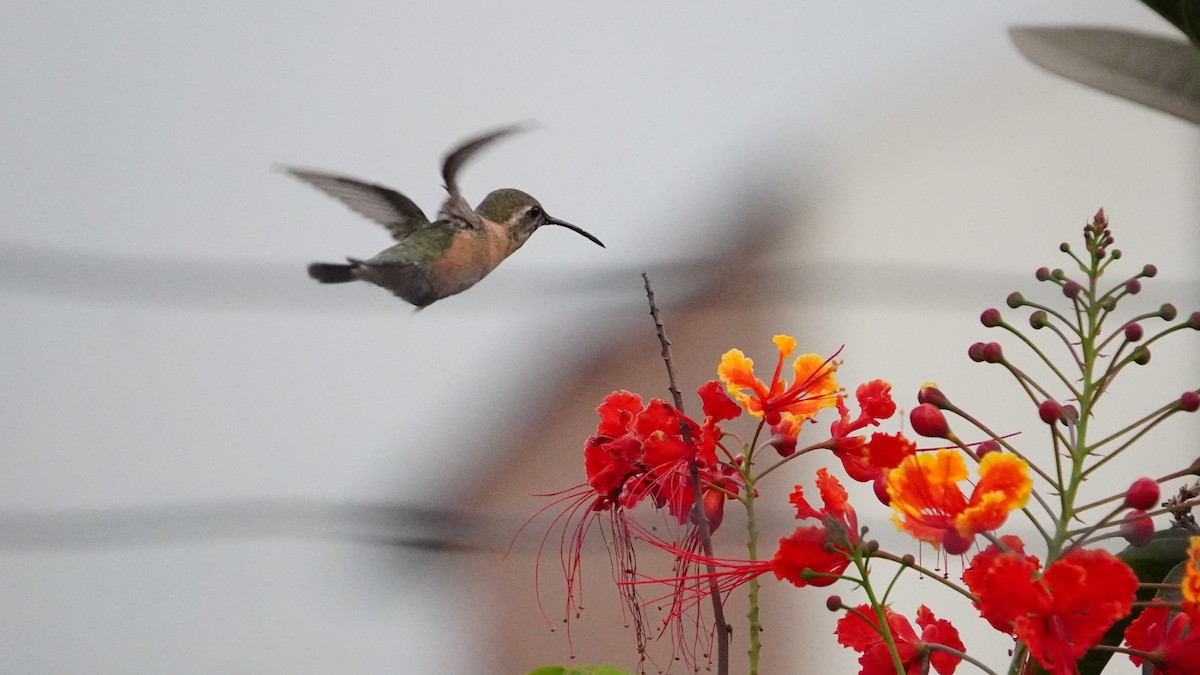 Purple-collared Woodstar - ML646977730