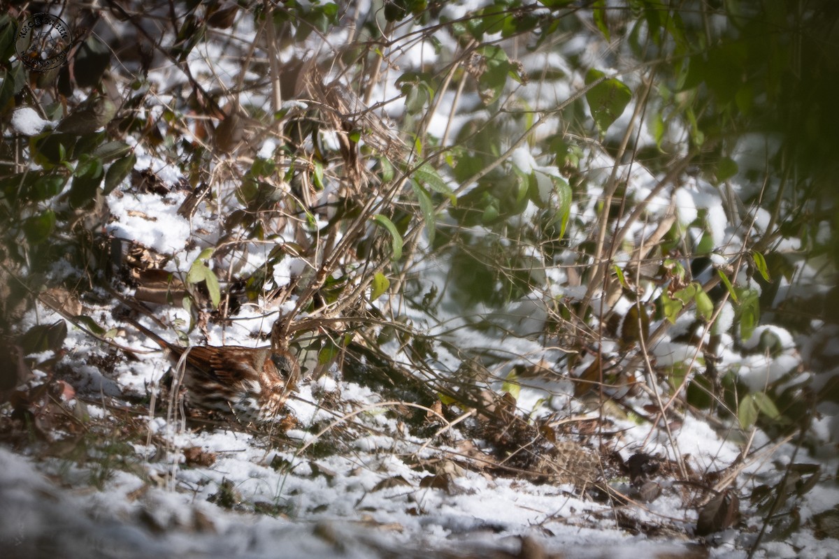 Fox Sparrow - ML646977732