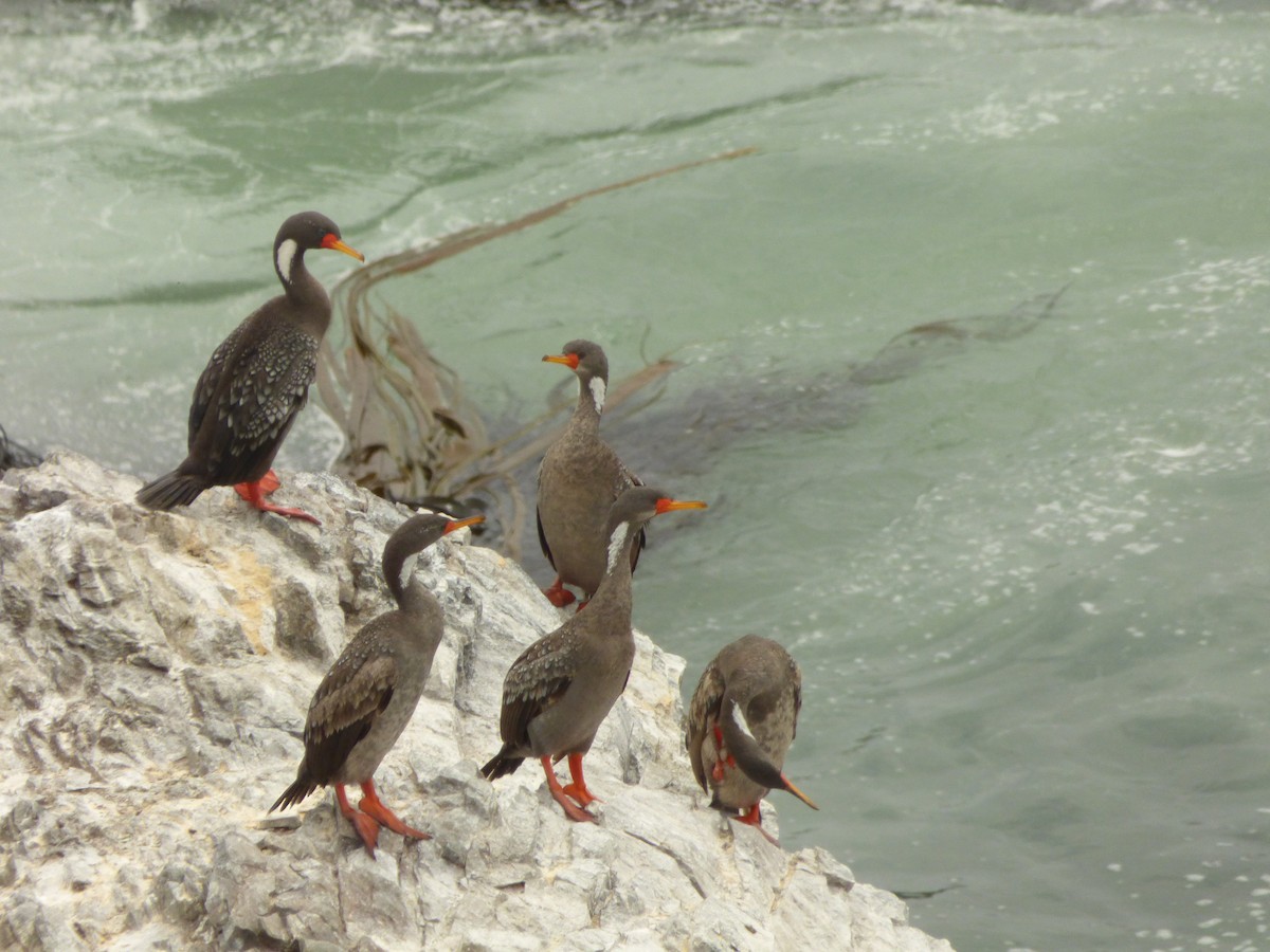 kormorán rudonohý - ML646977736