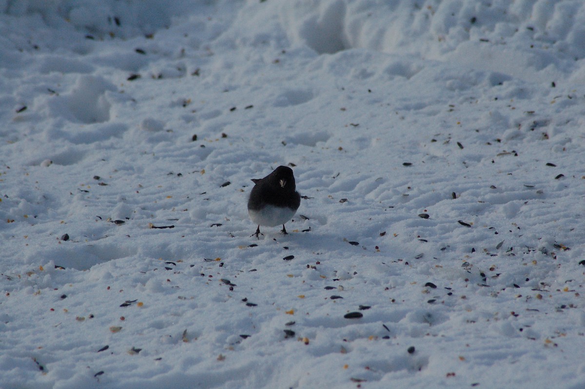 strnadec zimní - ML646977738