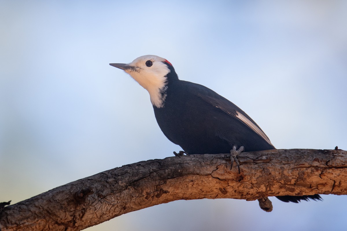 White-headed Woodpecker - ML646977739