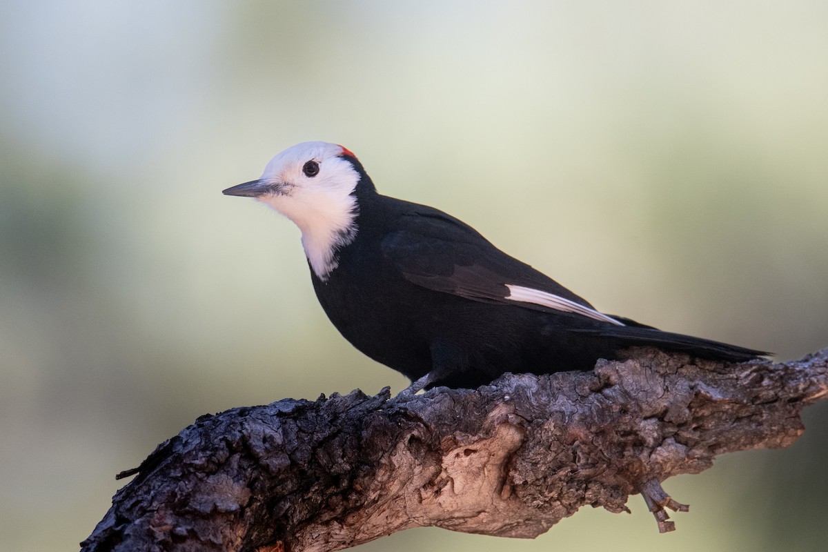 White-headed Woodpecker - ML646977740