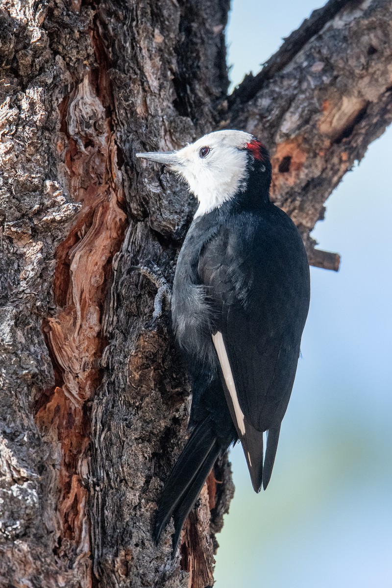 White-headed Woodpecker - ML646977741