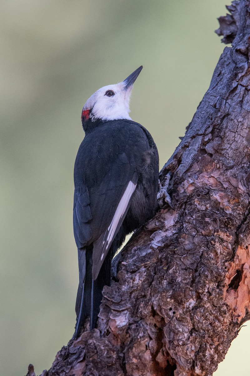 White-headed Woodpecker - ML646977742