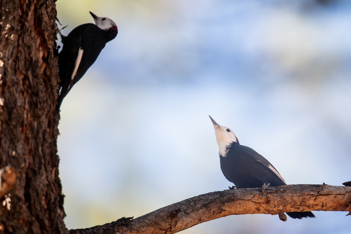 White-headed Woodpecker - ML646977743