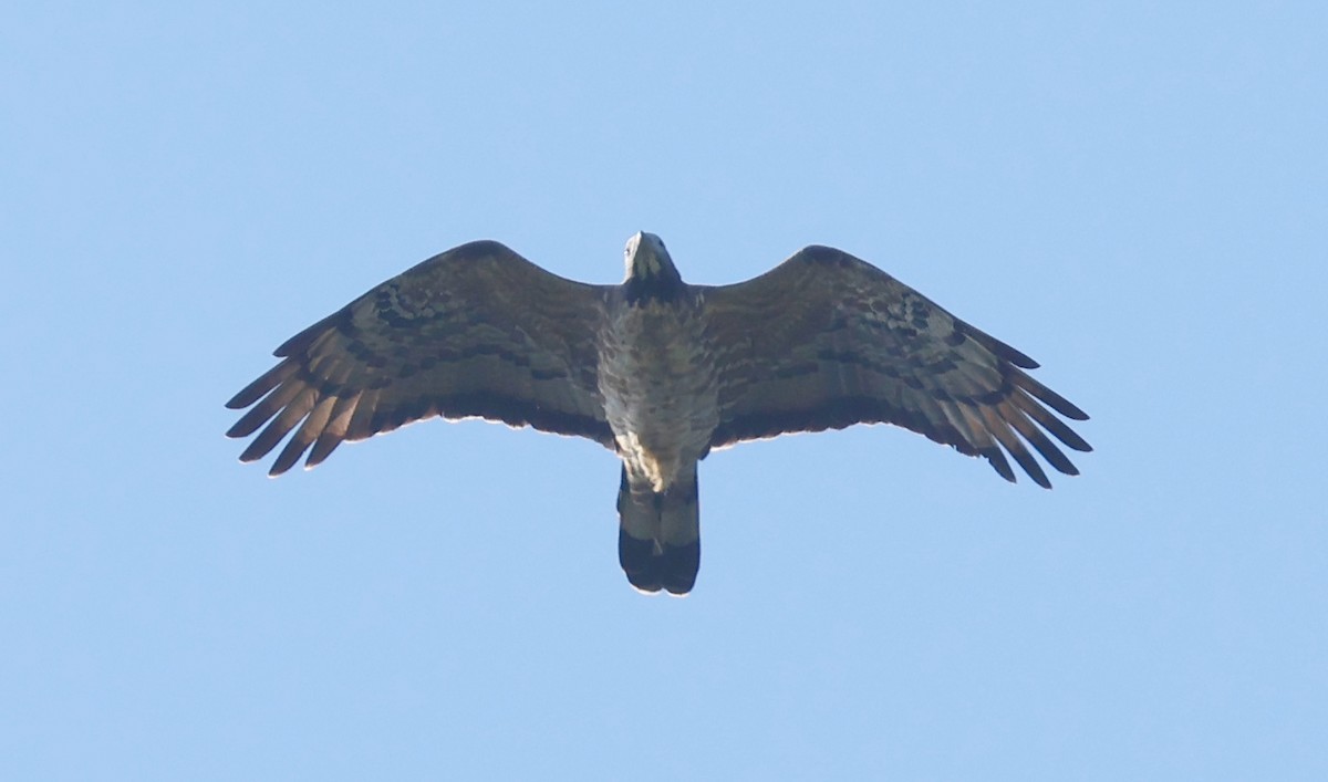 Oriental Honey-buzzard (Northern) - ML646977744