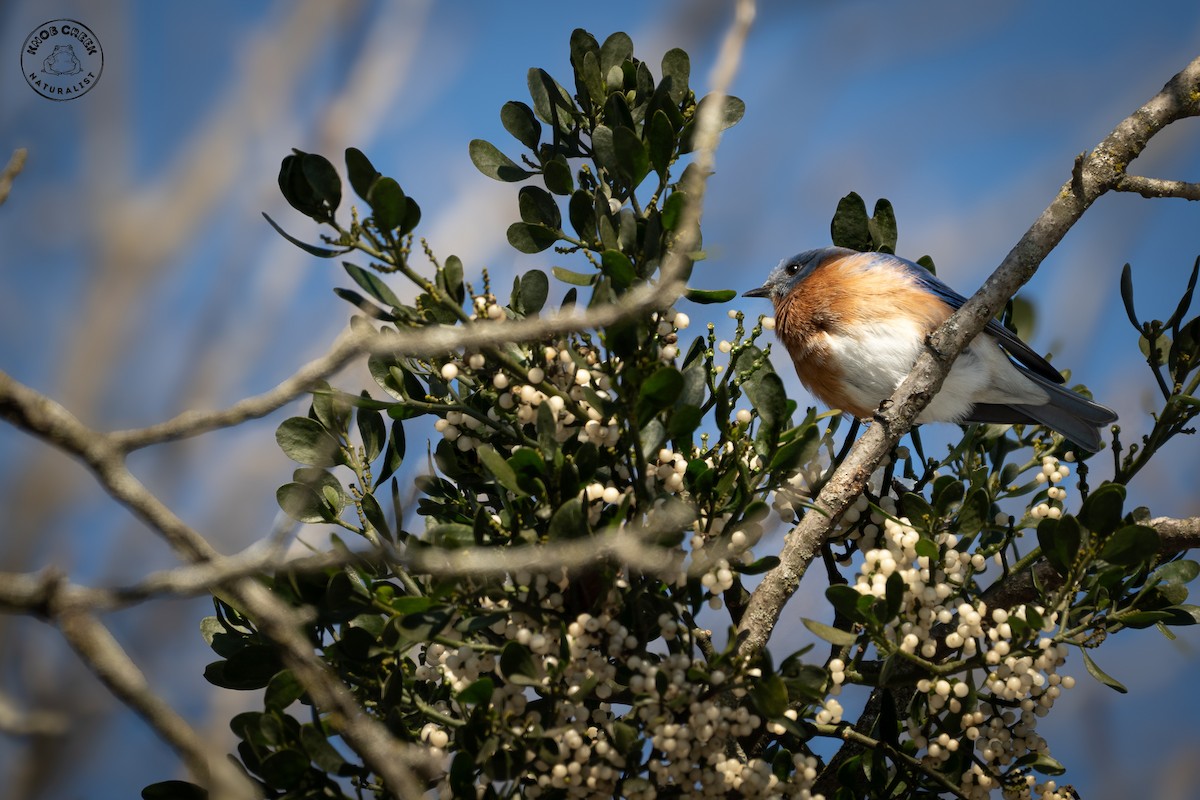 Eastern Bluebird - ML646977746