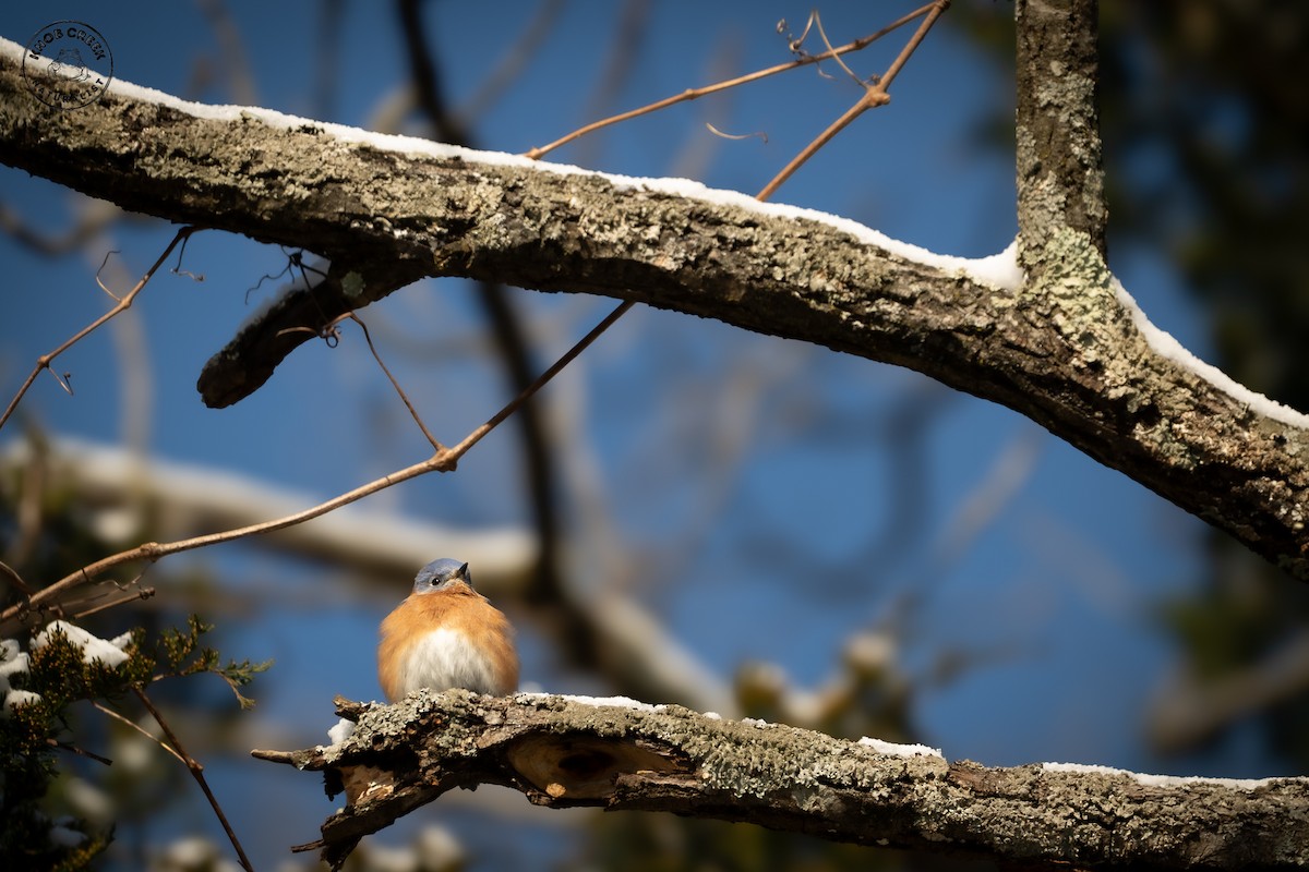 Eastern Bluebird - ML646977747