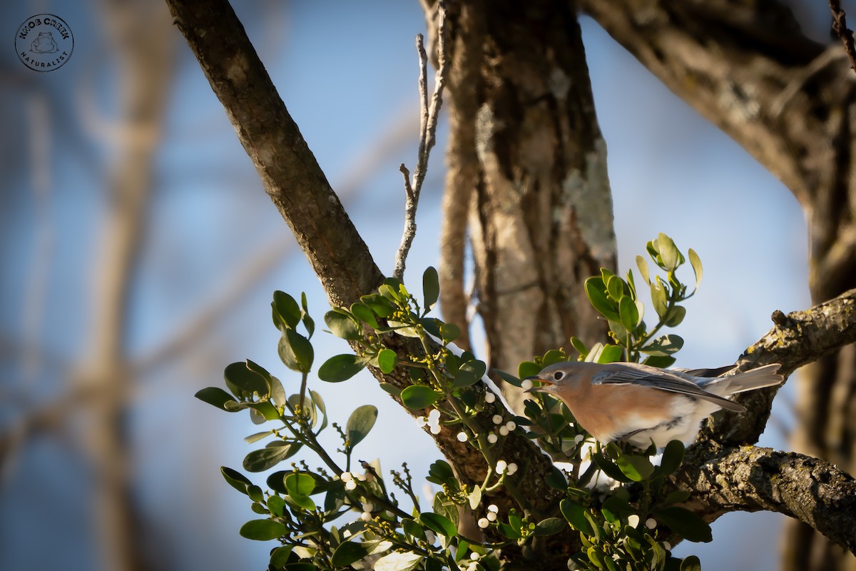 Eastern Bluebird - ML646977748