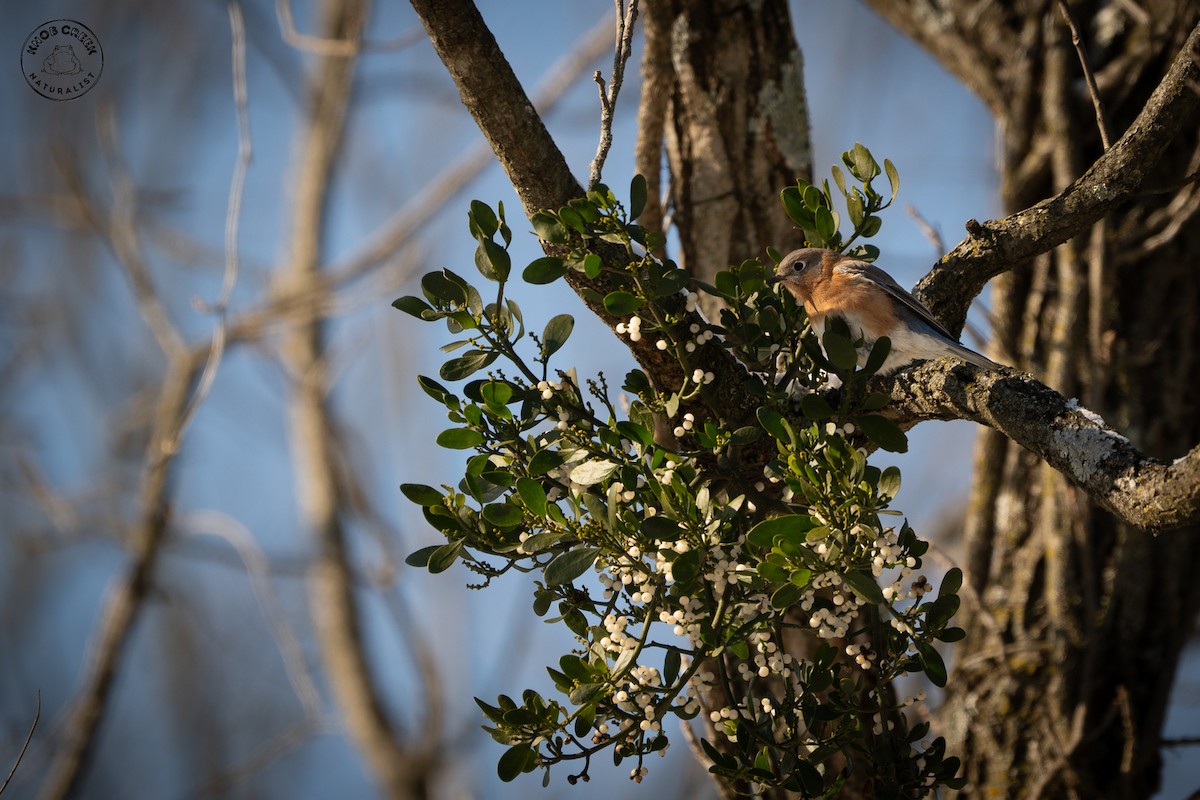 Eastern Bluebird - ML646977749