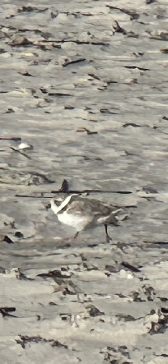 Piping Plover - ML646977750