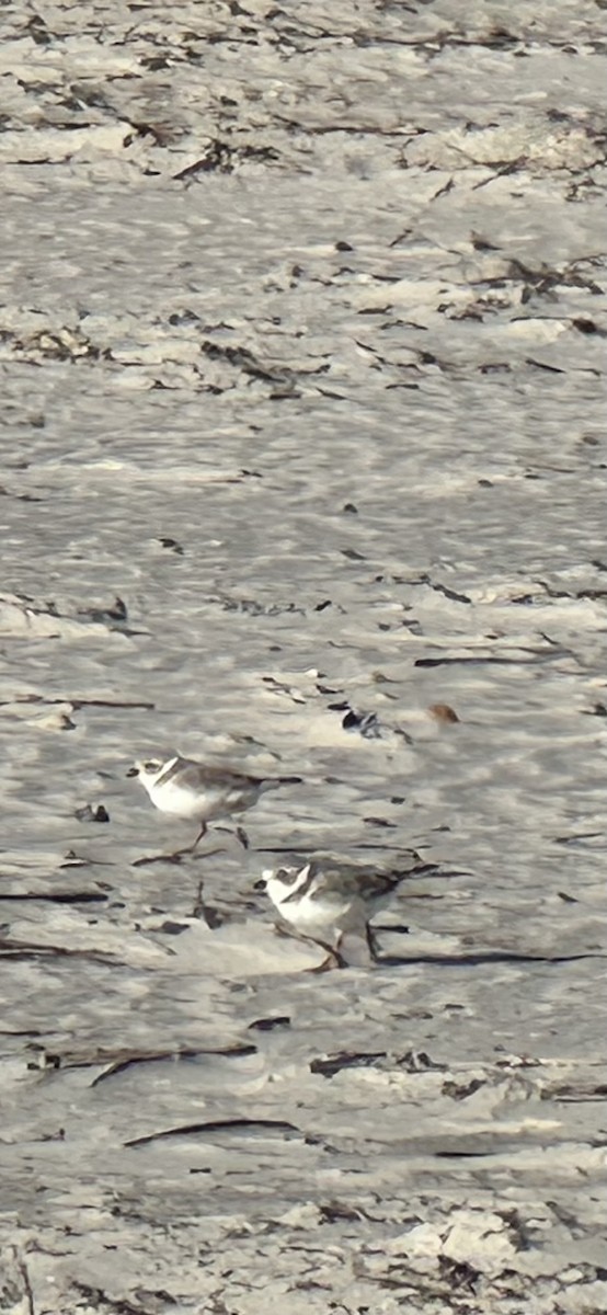 Piping Plover - ML646977751