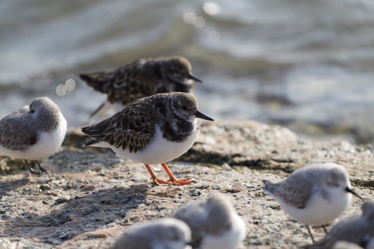 ארנריה אדמונית - ML646977753