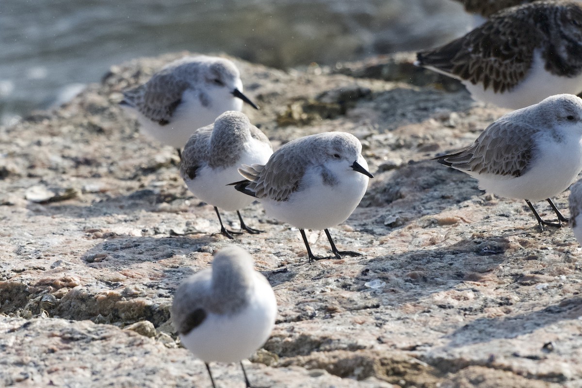 חופית לבנה - ML646977763