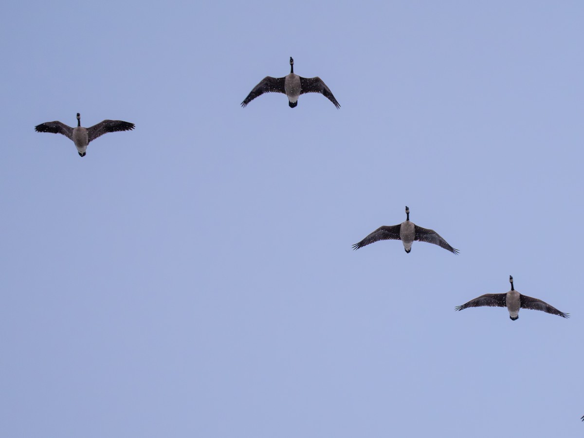 Canada Goose (moffitti/maxima) - ML646977764