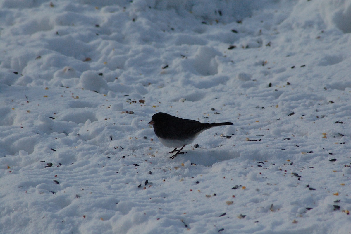 strnadec zimní - ML646977765