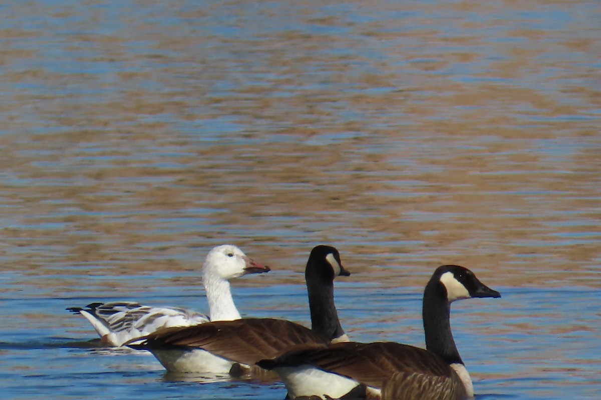 Белый гусь - ML646977766