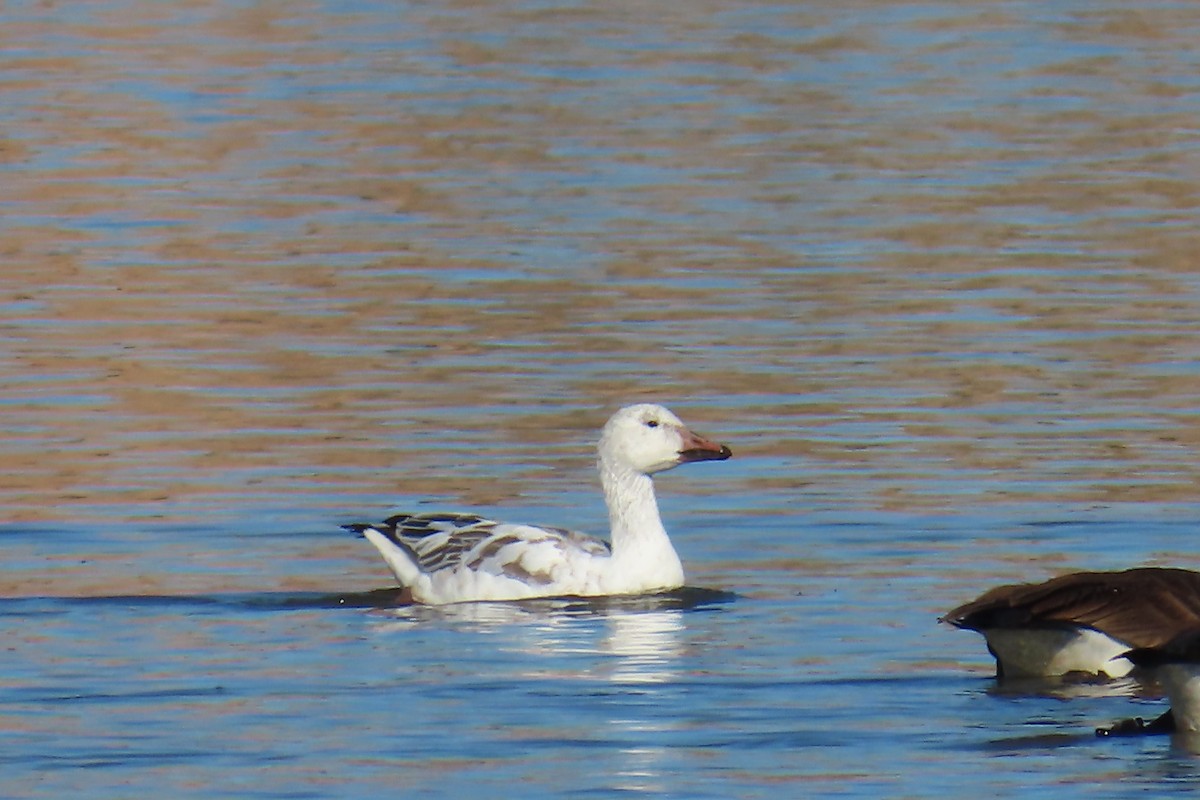 Белый гусь - ML646977767