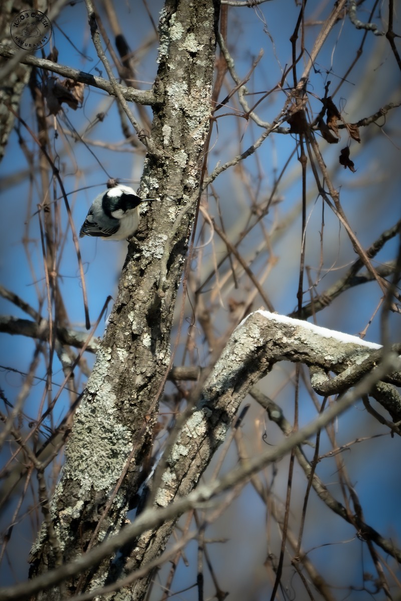 White-breasted Nuthatch - ML646977768