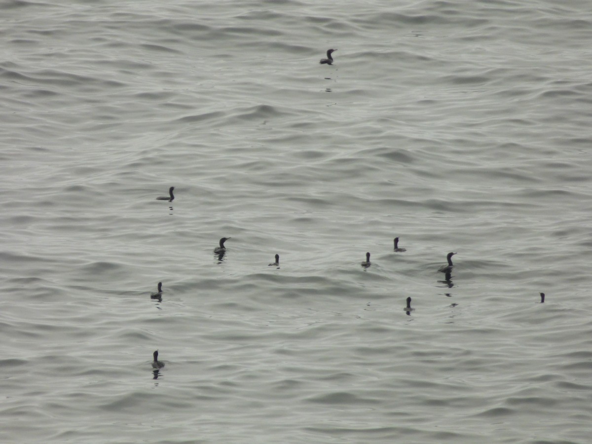 kormorán neotropický - ML646977769