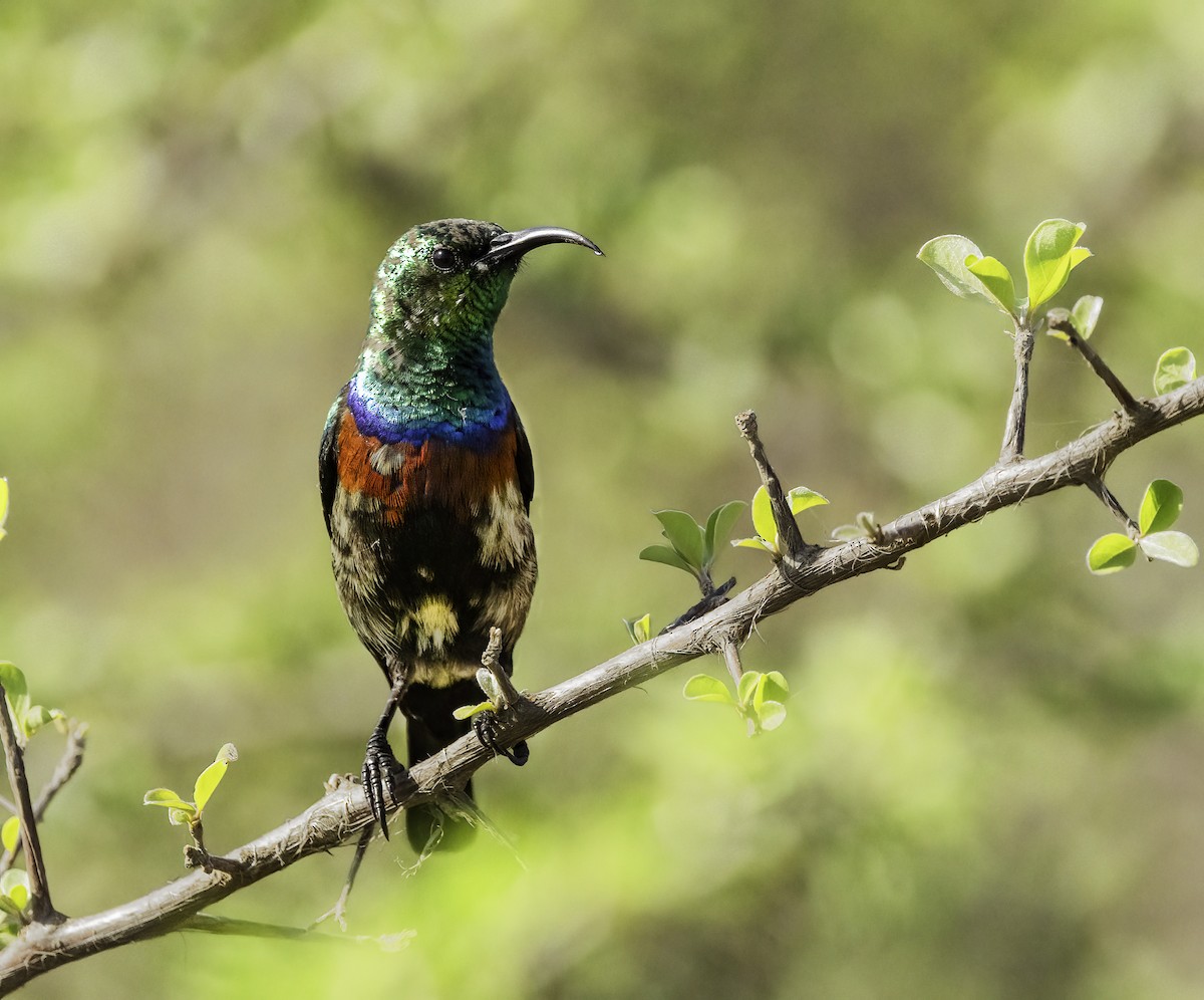 Marico Sunbird - ML646977770