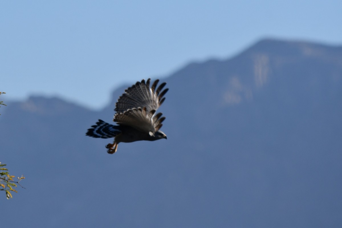 nordgråvåk - ML646977773