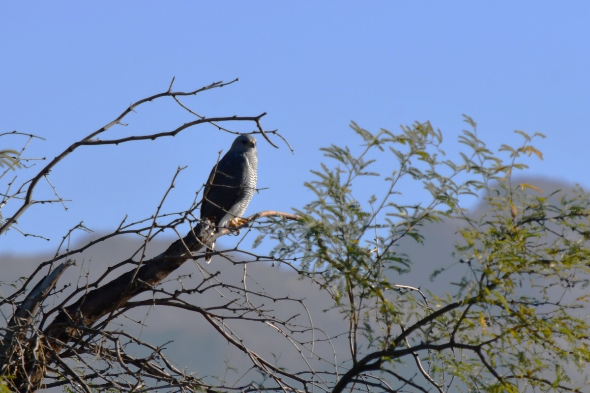 nordgråvåk - ML646977774