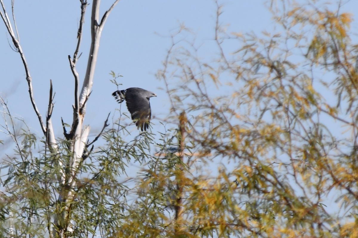 nordgråvåk - ML646977775