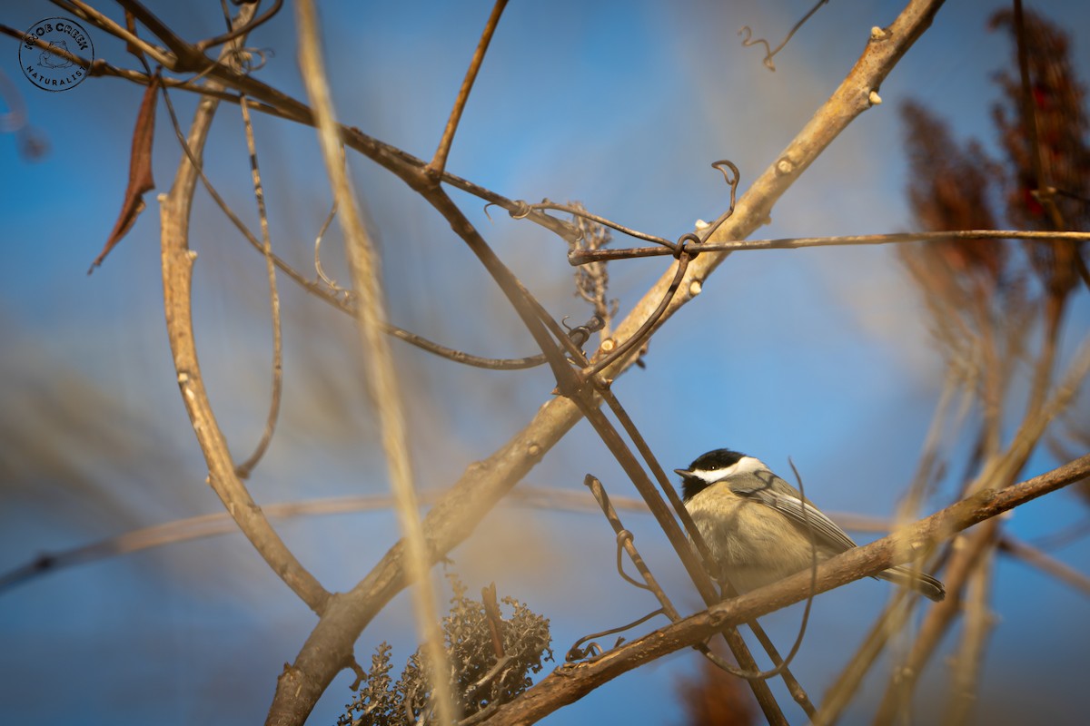 Carolina Chickadee - ML646977780
