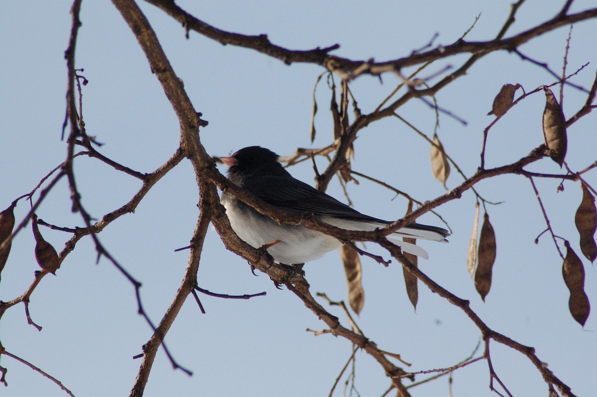 strnadec zimní - ML646977784