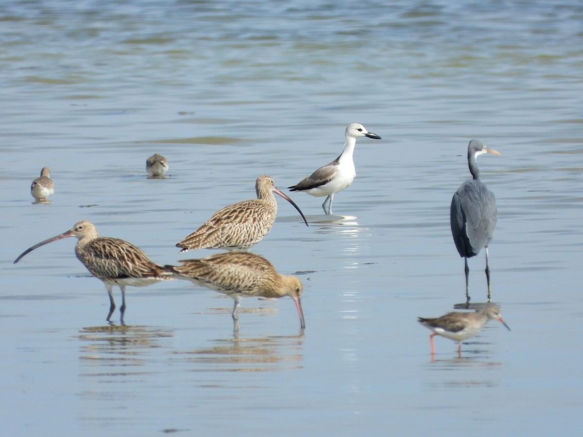 Crab-Plover - ML646977787